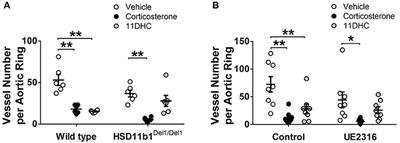 Enhanced Angiogenesis by 11βHSD1 Blockage Is Insufficient to Improve Reperfusion Following Hindlimb Ischaemia